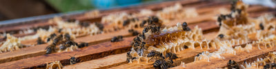 Propolis: The scientifically researched powerhouse